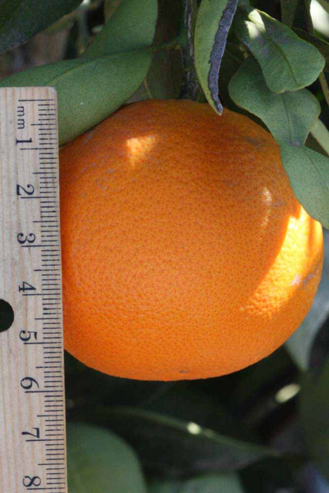            Fruit (Riverside, CA)   